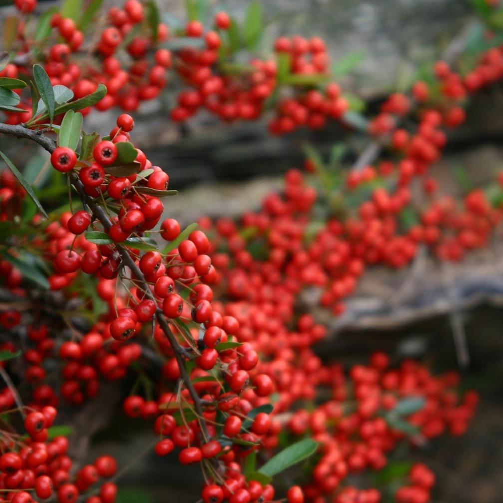 Cabanas Pyracantha Esquel Exterior foto